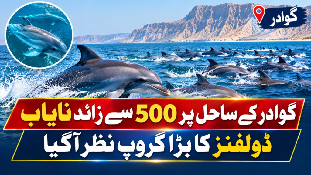 گوادر کے ساحل پر 500 سے زائد نایاب ڈولفنز کا بڑا گروپ نظر آگیا